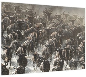 Tablou pe sticlă - Turmă de antilope sălbatice (70x50 cm)