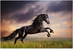 Tablou - Cai (90x60 cm)