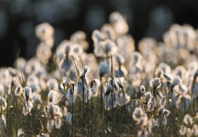 Fototapet - Floare de luncă (147x102 cm)