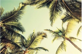 Tablou - Palmieri de cocos (90x60 cm)