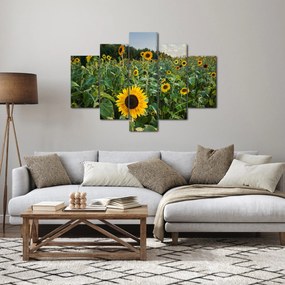 Tablou - Câmpul de floarea-soarelui II. (150x105 cm)