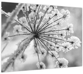 Tablou pe sticlă - Floare în timpul iernii (70x50 cm)