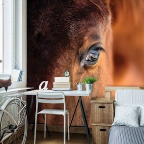 Fototapet - Cal (152,5x104 cm)
