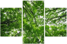 Tablou - privire în coroanele pomilor (90x60 cm)