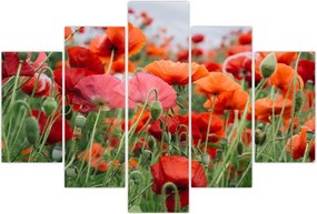 Tablou din câmp cu maci (150x105 cm)