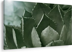 Tablou - Agave verde (90x60 cm)