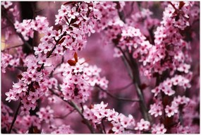 Tablou - Sakura roz (90x60 cm)