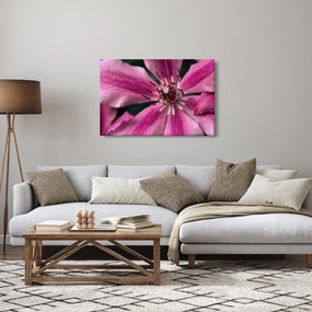 Tablou cu floarea roz de clematis (90x60 cm)