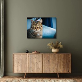 Tablou pe sticlă - Pisica domestică (70x50 cm)