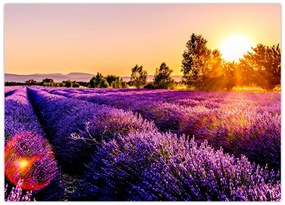 Tablou pe sticlă cu câmp de lavanda (70x50 cm)