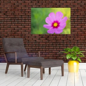 Tablou - floare de câmp (90x60 cm)