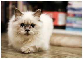 Tablou cu pisica albăr (70x50 cm)