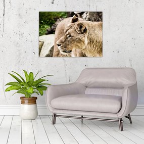 Tablou cu leoaică (70x50 cm), în 40 de alte dimensiuni noi