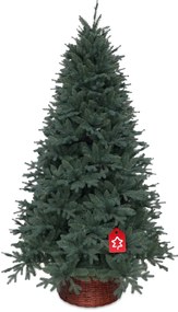 Molid Argintiu 220 cm