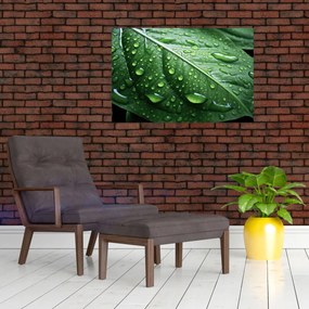 Tablou - Detaliu de frunze după ploaie (90x60 cm)