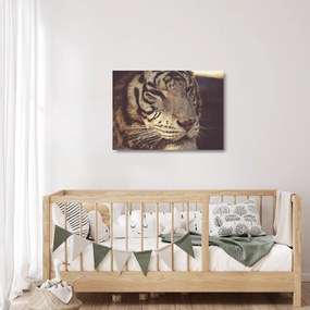 Tablou pe sticlă cu tigrul (70x50 cm)
