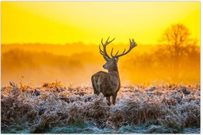 Tablou - Cerb la răsăritul soarelui (90x60 cm)