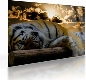 Tablou pe sticlă tigrul dormind (70x50 cm)