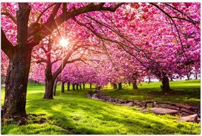 Tablou - Cireși înfloriți, Hurd Park, Dover, New Jersey (90x60 cm)