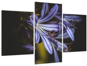 Tablou - Lila (90x60 cm)