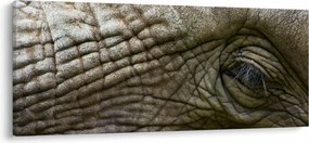Tablou - Prim-planul ochiului de elefant vechi (120x50 cm)