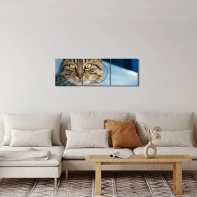 Tablou - Pisica domestică (cu ceas) (90x30 cm)