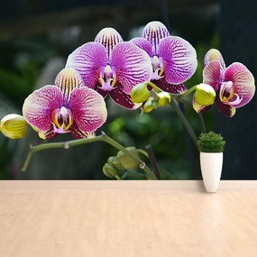 Fototapet Orchid Violet