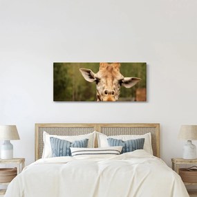 Tablou girafe (120x50 cm)