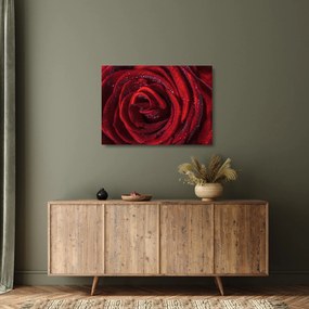 Tablou pe sticlă - Trandafir roșu cu picături de rouă (70x50 cm)