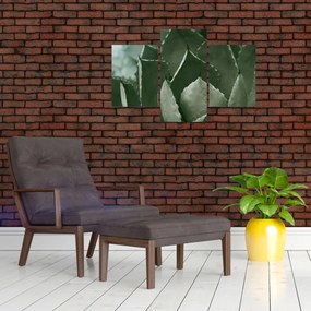 Tablou - Agave verde (90x60 cm)