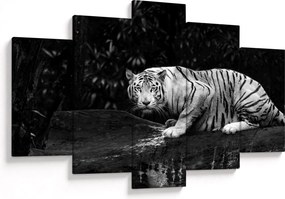 Tablou - Tigru alb, alb-negru (150x105 cm)