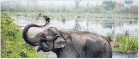 Tablou - Elefant de scăldat (120x50 cm)