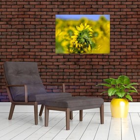 Tablou cu floarea soarelui (70x50 cm)