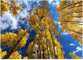 Tablou - Aspen (70x50 cm)