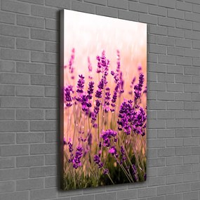Print pe canvas Câmp de lavandă