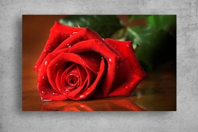 Tablouri Canvas Flori - Trandafiru rosu stropit