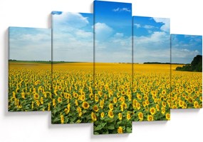 Tablou - câmp cu floarea soarelui (150x105 cm)