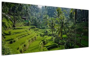 Tablou cu terasele cu orez Tegalalang, Bali (120x50 cm)