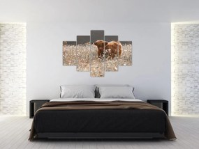 Tablou - Vacă scoțiană (150x105 cm)