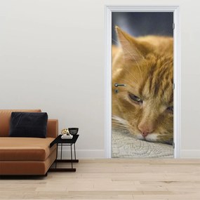 Fototapet pentru ușă - Pisici (95x205cm)