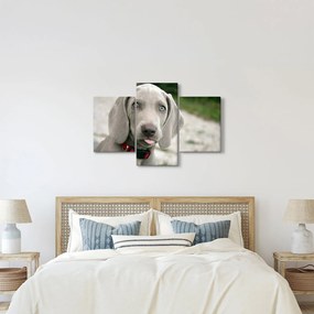Tablou - cățeluș weimaraner (90x60 cm)