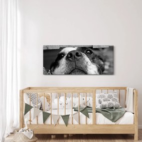 Tablou cu câine (120x50 cm)