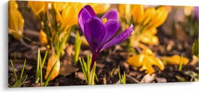 Tablou cu floare violetă (120x50 cm)