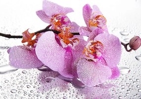 Fototapete, Orhideea roz si picaturi de apa Art.01153