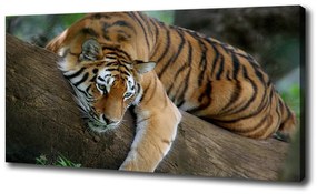 Tablou pe pânză canvas Tiger pe un copac