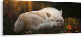 Tablou - Lupul care se odihnește (120x50 cm)
