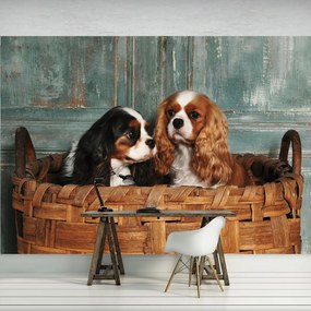 Fototapet - Câini (152,5x104 cm)