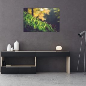 Tablou - Ciupercă și muschi (90x60 cm)