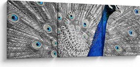 Tablou - păun albastru (cu ceas) (90x30 cm)