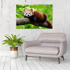 Tablou cu panda roșie (90x60 cm)
